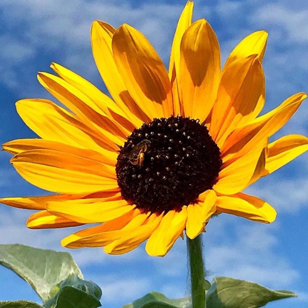 Meet your Posher, Nikki